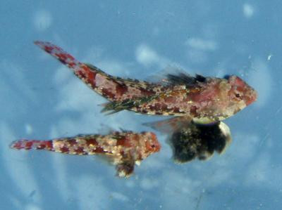 Synchiropus stellatus - roter Zwergleierfisch, Paar