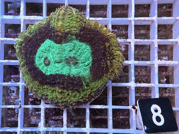 Lobophyllia spec. - Hirnkoralle ultra (8)