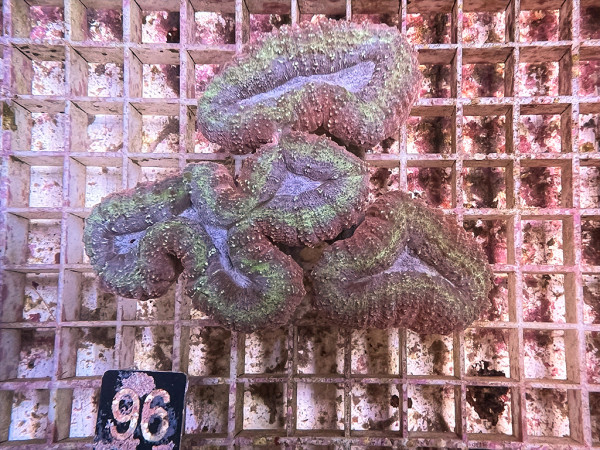 Lobophyllia spec. - Hirnkoralle ultra (96)