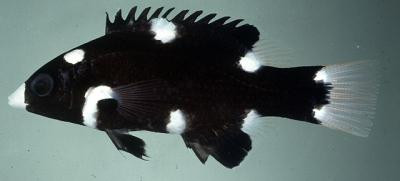 Bodianus axillaris - Achselfleck-Schweinslippfisch, juv