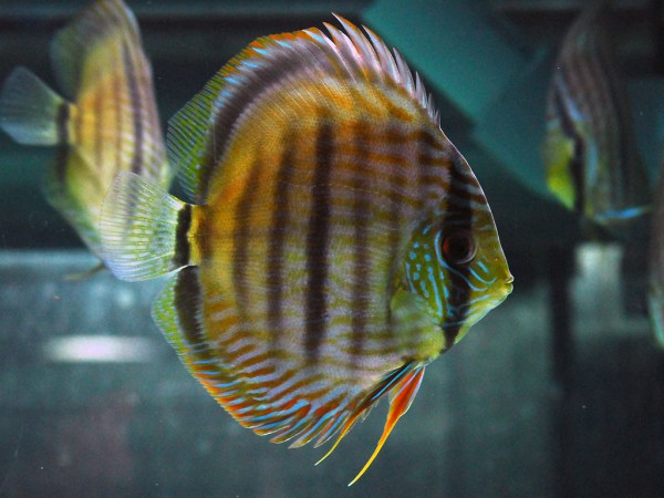 Symphysodon aequifasciatus - Diskus WF Cruzado ca. 10-12cm