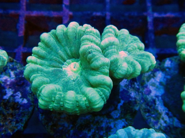 Caulastrea spp. - Frags neongrün 2-3 Polypen