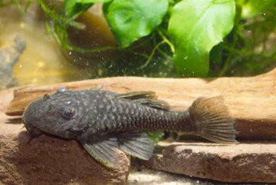 Parancistrus aurantiacus - L056, Goldstachel-Breikopfharnischwels 7-9cm