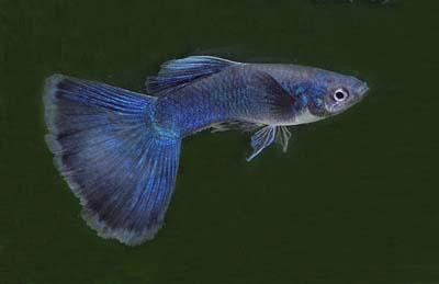 Poecilia reticulata - Moskau Blau Guppy Männchen