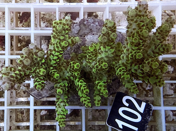 Acropora selago (102)