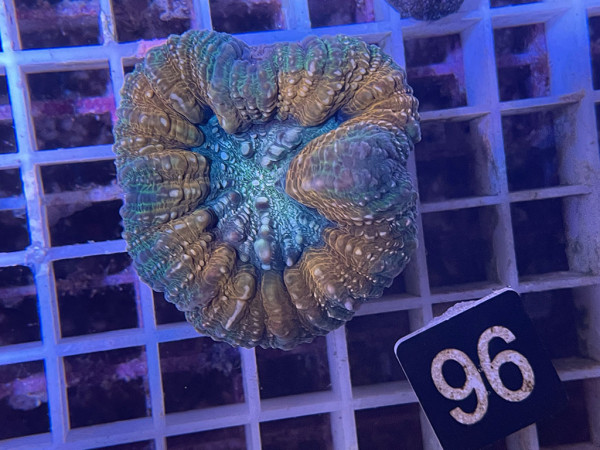 Lobophyllia spec. (96)