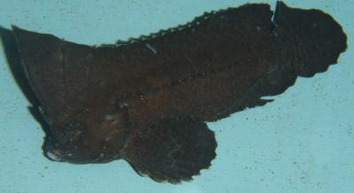 Ablabys binotatus - Kakadu-Schaukelfisch