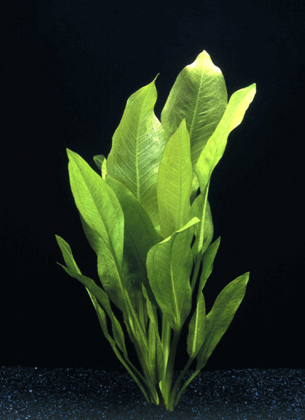 Echinodorus bleheri - Amazonas Schwertpflanze, Topf