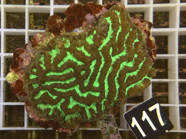 Platygyra spec. (117)