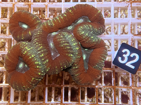 Lobophyllia spec. - Hirnkoralle ultra (32)