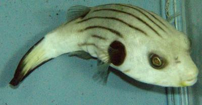 Arothron manilensis - Manila-Kugelfisch