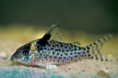 Corydoras ambiacus - Goldstirn Panzerwels