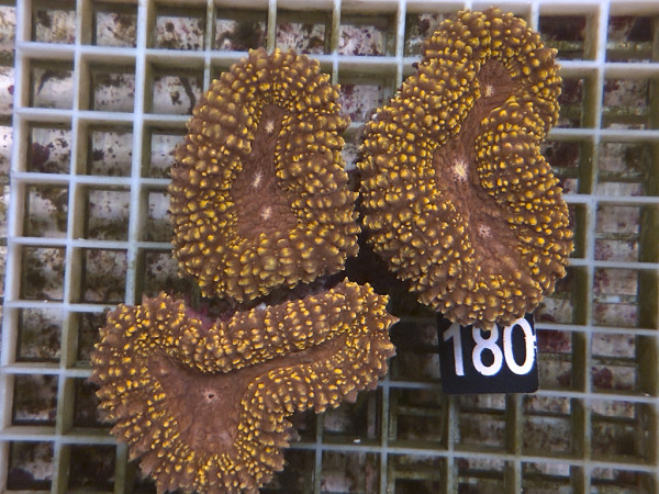Lobophyllia spec. - Hirnkoralle ultra (180)