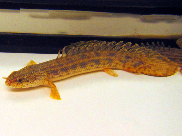Polypterus ansorgii - Ansorges Flösselhecht