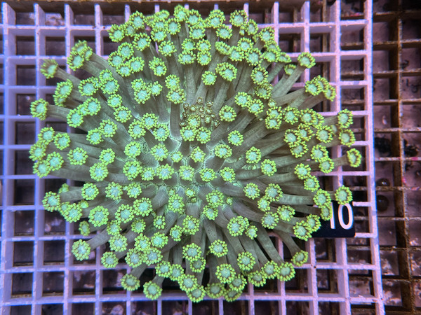 Goniopora spec. neon green (110)