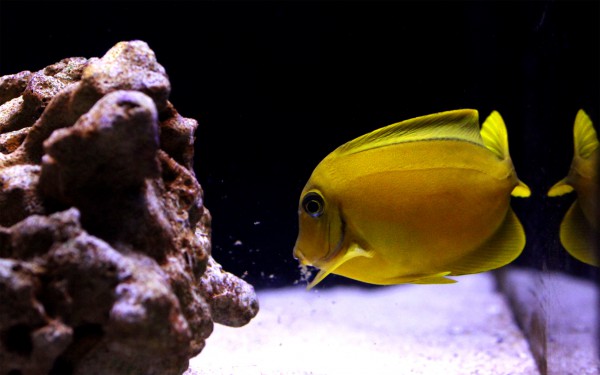 Acanthurus pyroferus - Schokoladen-Doktorfisch