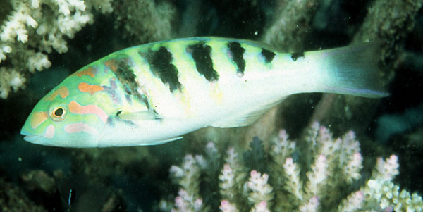 Thalassoma hardwicke - Sechsstreifen-Junker