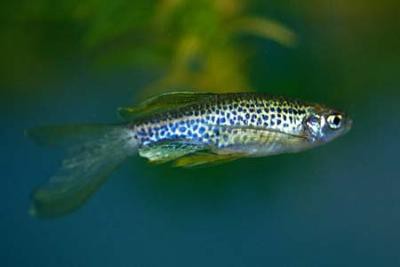 Danio frankei - Leopardbärbling Schleier