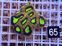 Favia spec. - Dragon Soul (65) Favia spec. - Dragon Soul (65)