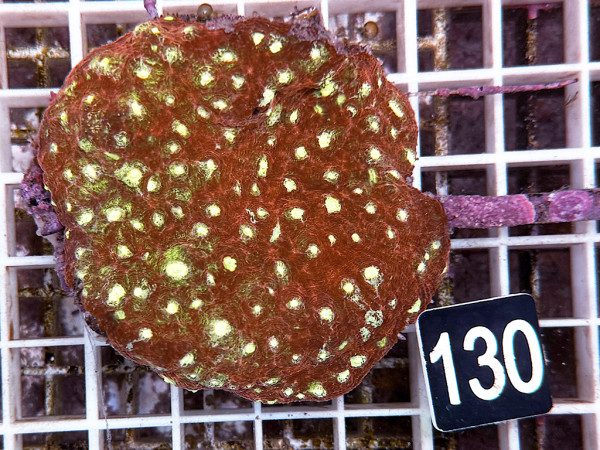 Echinopora spec. - rot (130)
