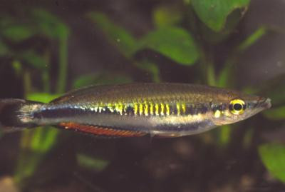 Bedotia geayi - Rotschwanz--Ährenfisch