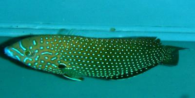 Anampses caeruleopunctatus - Blautüpfel-Perljunker