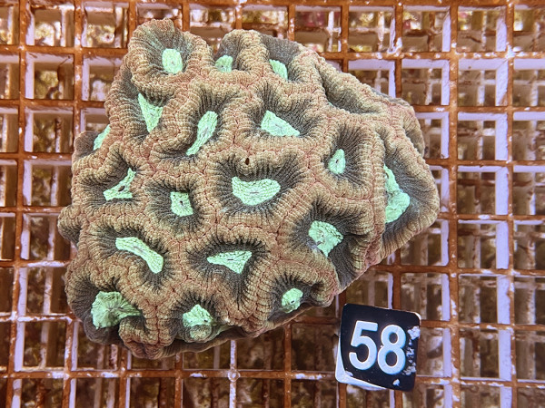 Favia spec. (58)