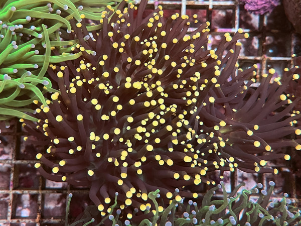 Euphyllia glabrescens - BlackTorch