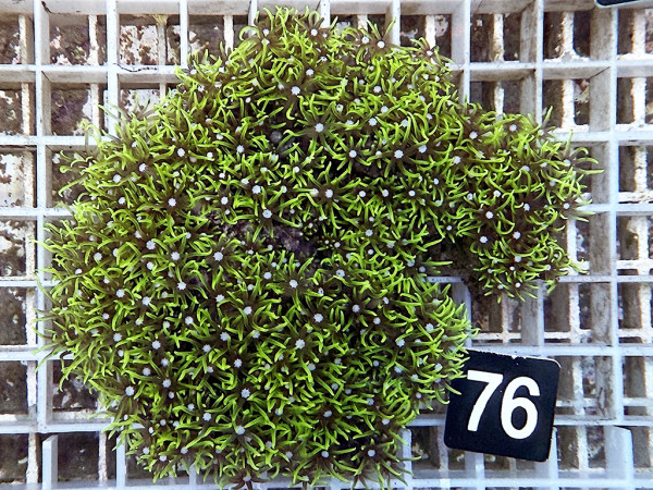 Pachyclavularia violacea - neongrüne Röhrenkoralle (76)