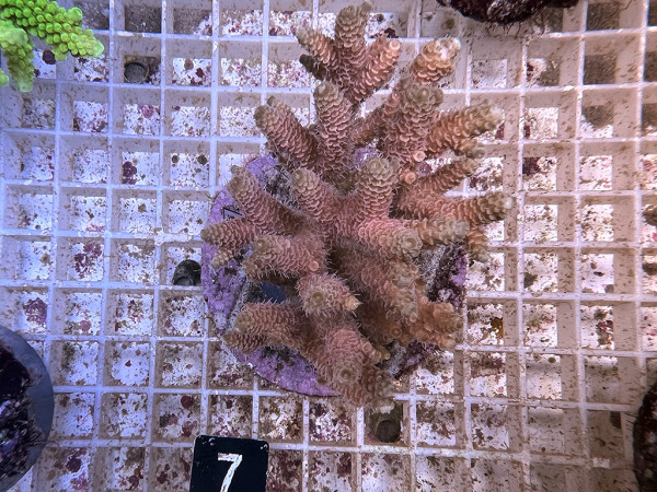 Acropora spec. (7)