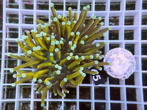 Euphyllia glabrescens GoldenTorch Einzelpolyp (165)