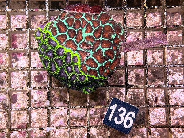 Favites spec. (136)