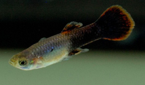 Poecilia reticulata - Pink Tuxedo Guppy Männchen