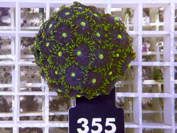 Zoanthus spec. - Krustenanemonen Frag (355)