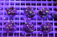 Echinophyllia spp. - Chalice green spot Frag Echinophyllia spp. - Chalice green spot Frag