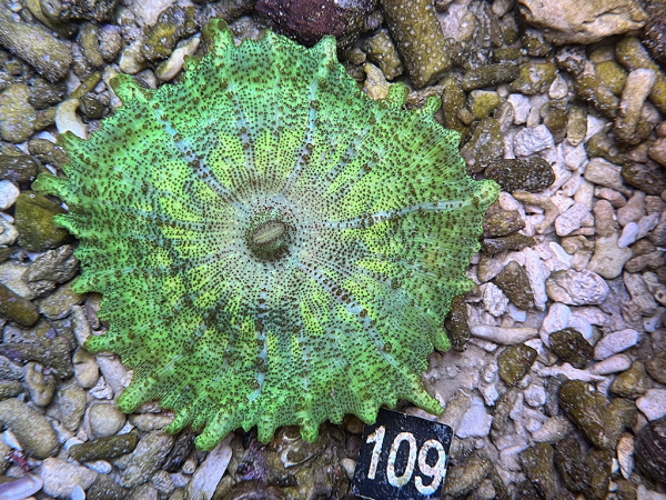 Discosoma carlgreni Karibische Scheibenanemone (109)