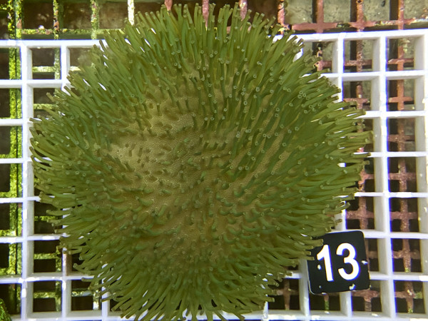 Sarcophyton spec. - Lederkoralle grün (13)