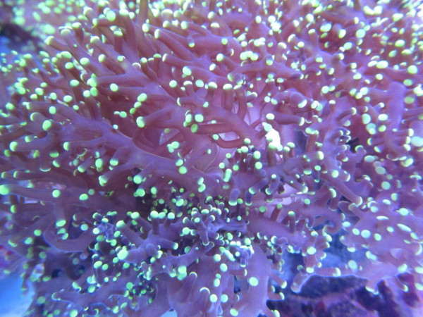 Euphyllia yaeyamaensis - Froschlaich-Koralle (E 01193/17) grün