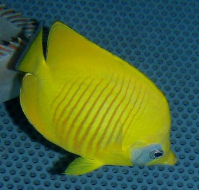 Chaetodon semilarvatus - Masken-Falterfisch