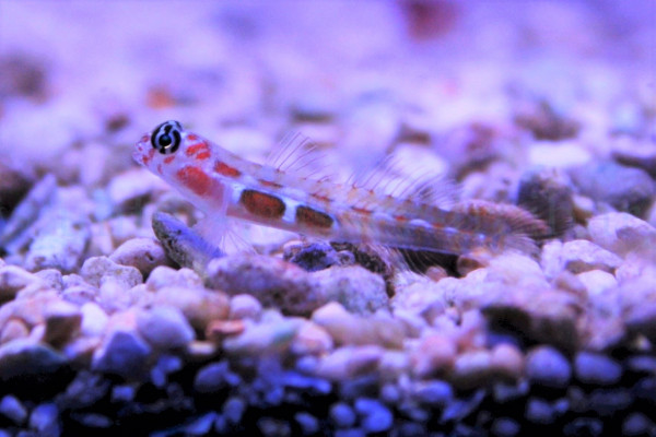 Tigrigobius dilepis - Orangefleckgrundel (Karibik) - neu!