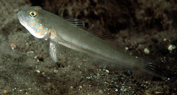 Valenciennea sexguttata - Sechspunkt-Baggergrundel