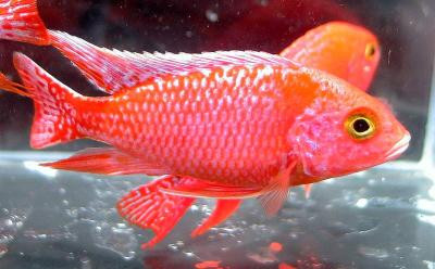Aulonocara sp. - Fire Fish, Dragon Blood