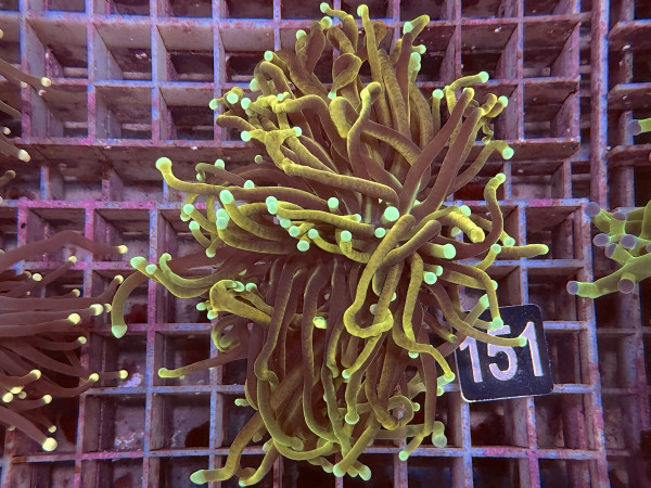 Euphyllia glabrescens GoldenTorch Doppelpolyp (151)