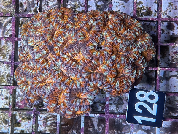 Acanthastrea spec. master (128)