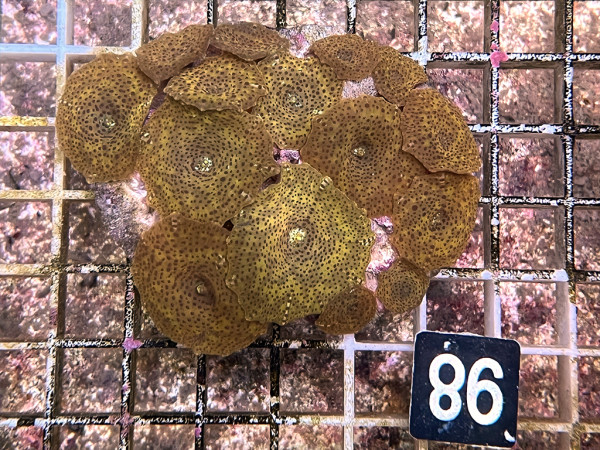 Discosoma spec. (98)