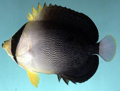 Chaetodontoplus mesoleucus - Mond-Kaiserfisch