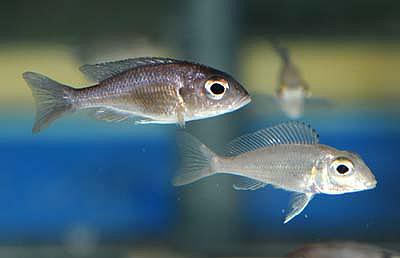 Callochromis macrops - Ndole Red