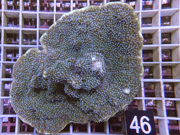 Montipora monasteriata (46)