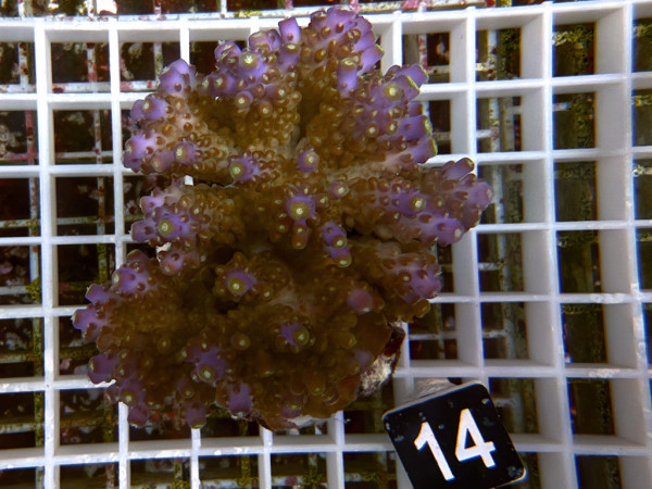 Acropora efflorescens (14)