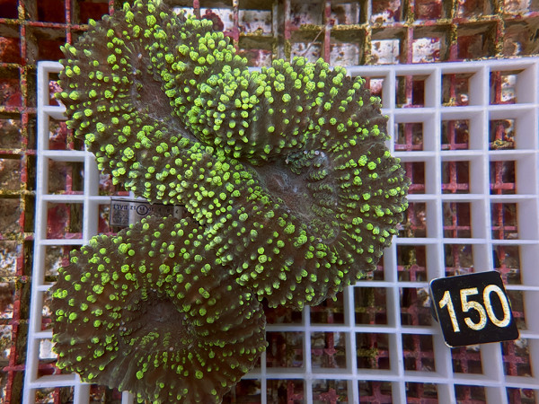 Lobophyllia spec. - Hirnkoralle ultra (150)